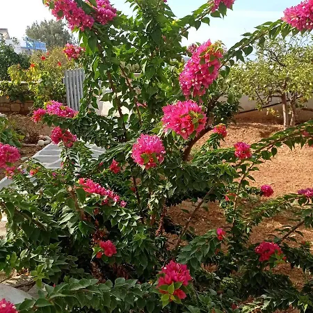 Anixis Paros Ξενοδοχείο με διαμερίσματα